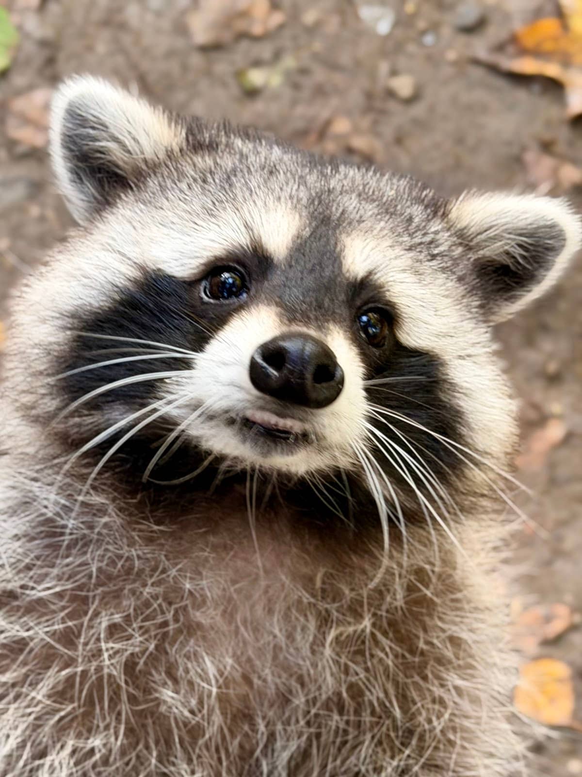 Treehouse Overnight Stay