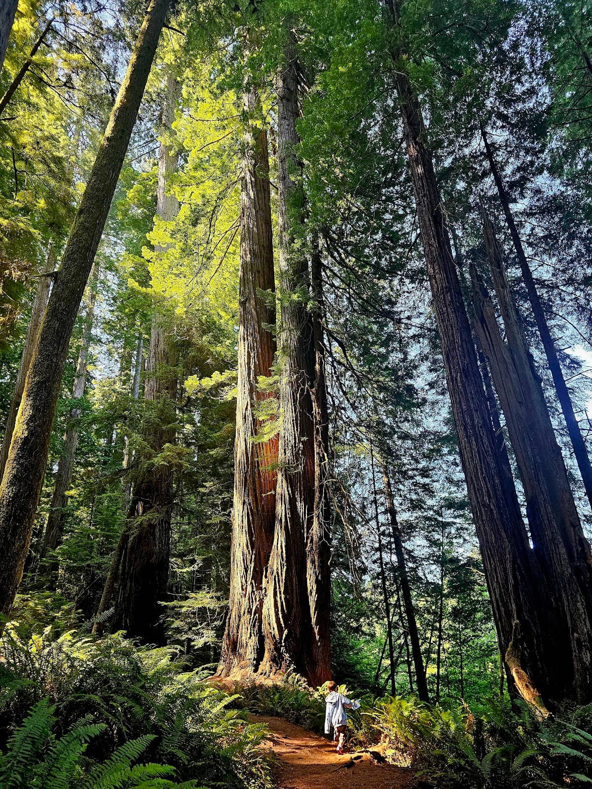 Serene Forest Trails
