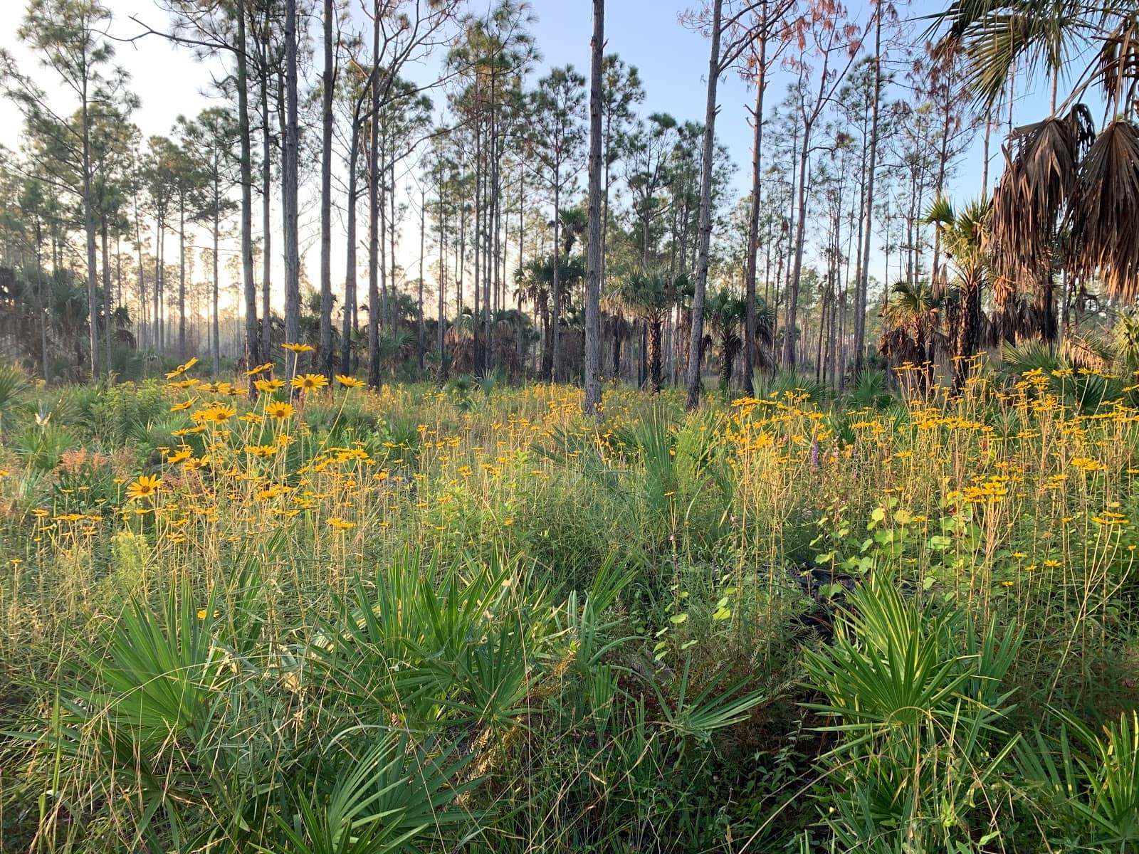 Pine Flatwoods