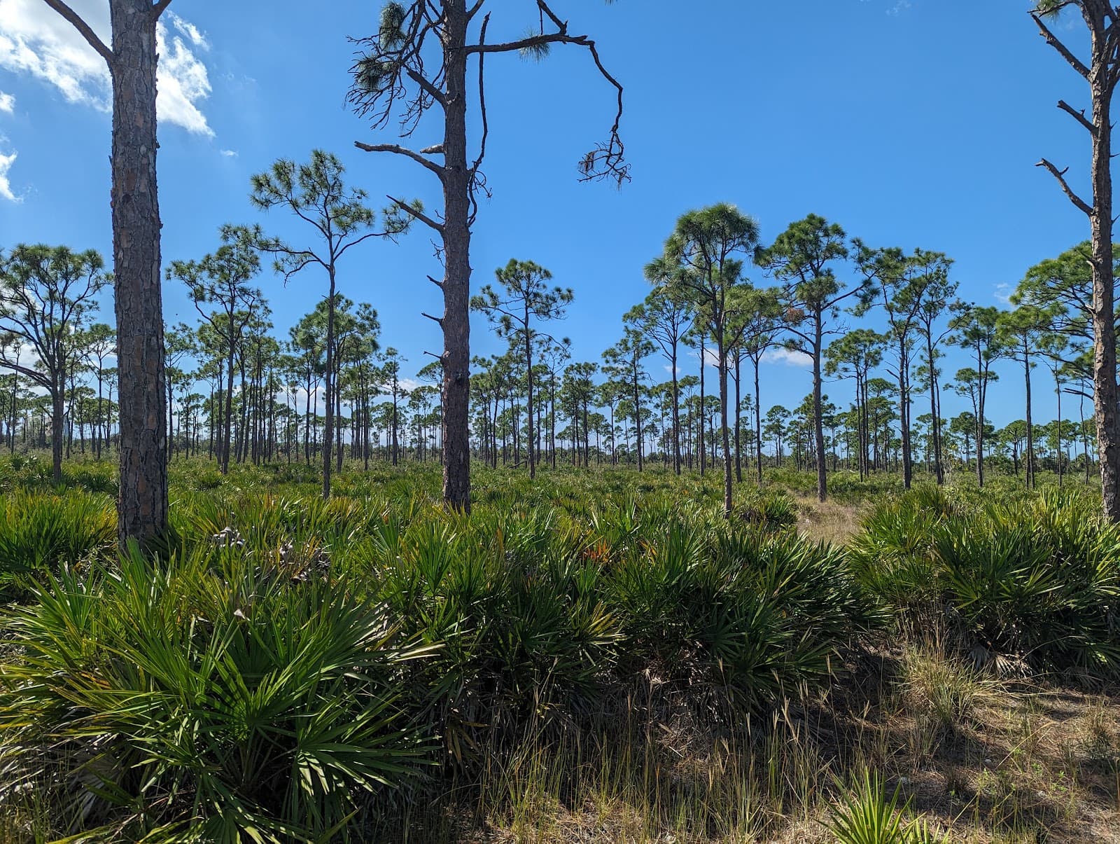 FGCU Campus Nature Trails - Image 1