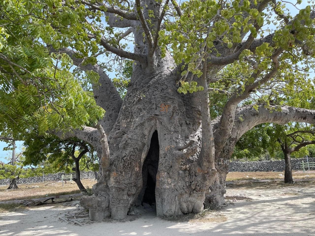 Delft Baobab Tree - Image 1