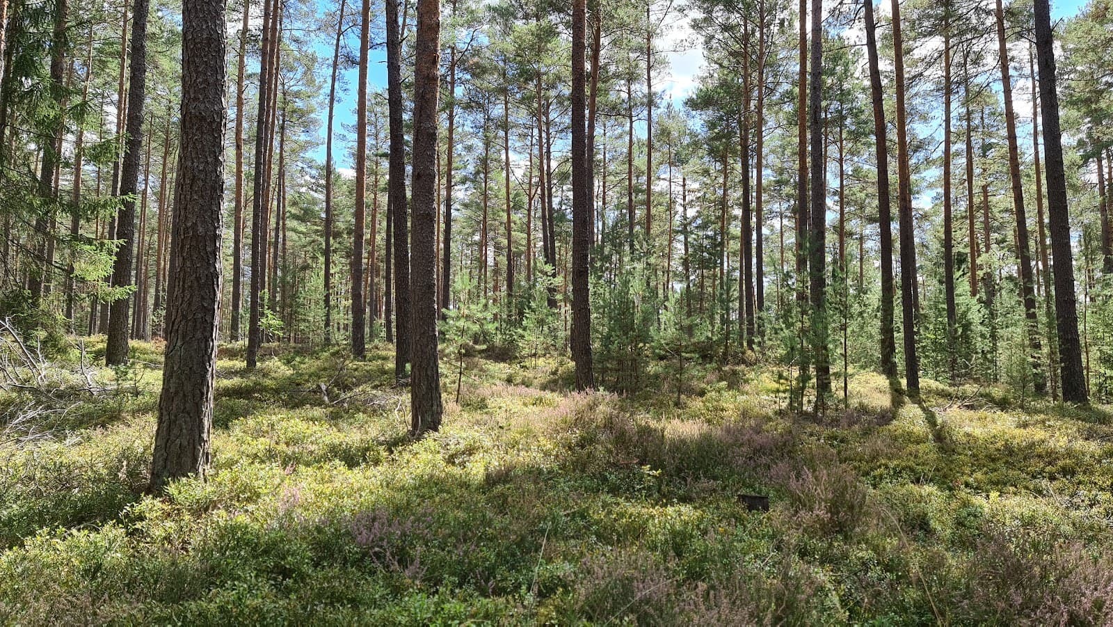 Tennenloher Forst Nature Reserve - Image 1