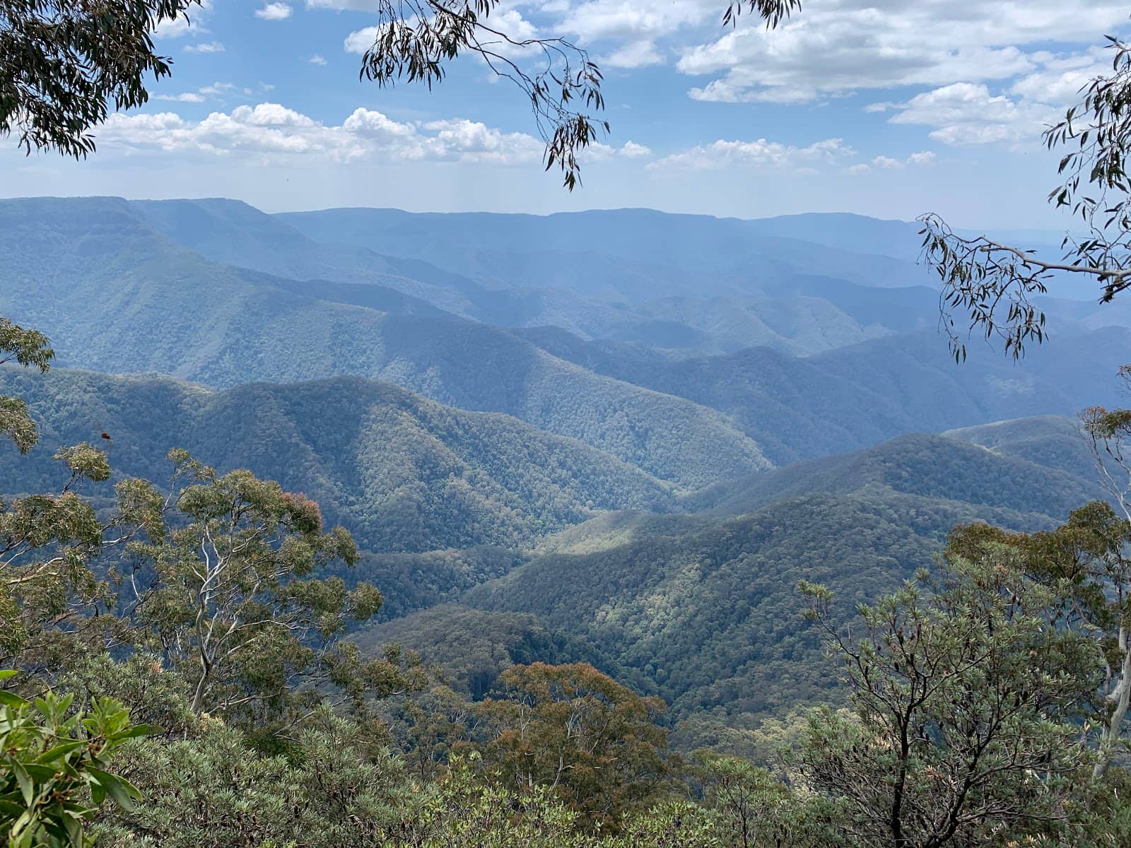Antarctic Beech Forest