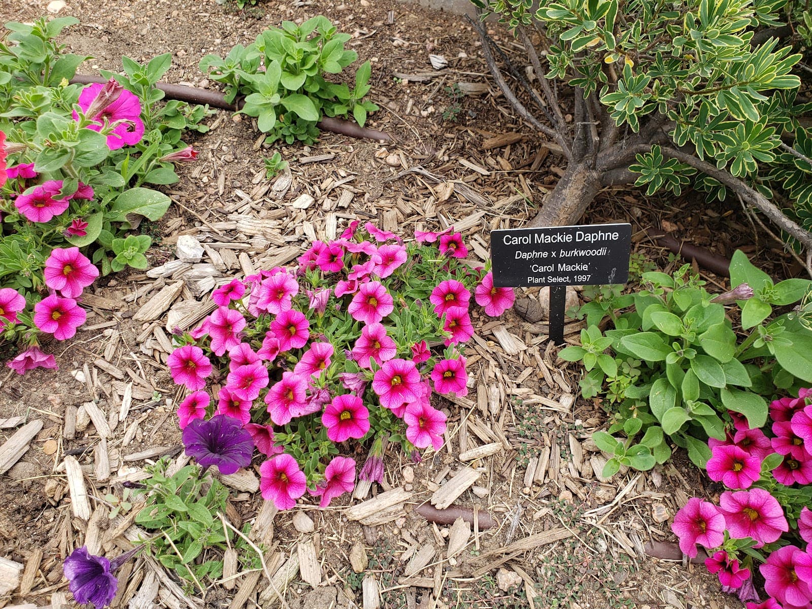HAS Demonstration Garden - Image 1