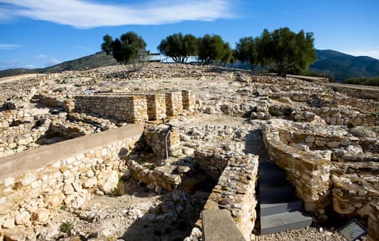 Ancient Olive Grove Walk