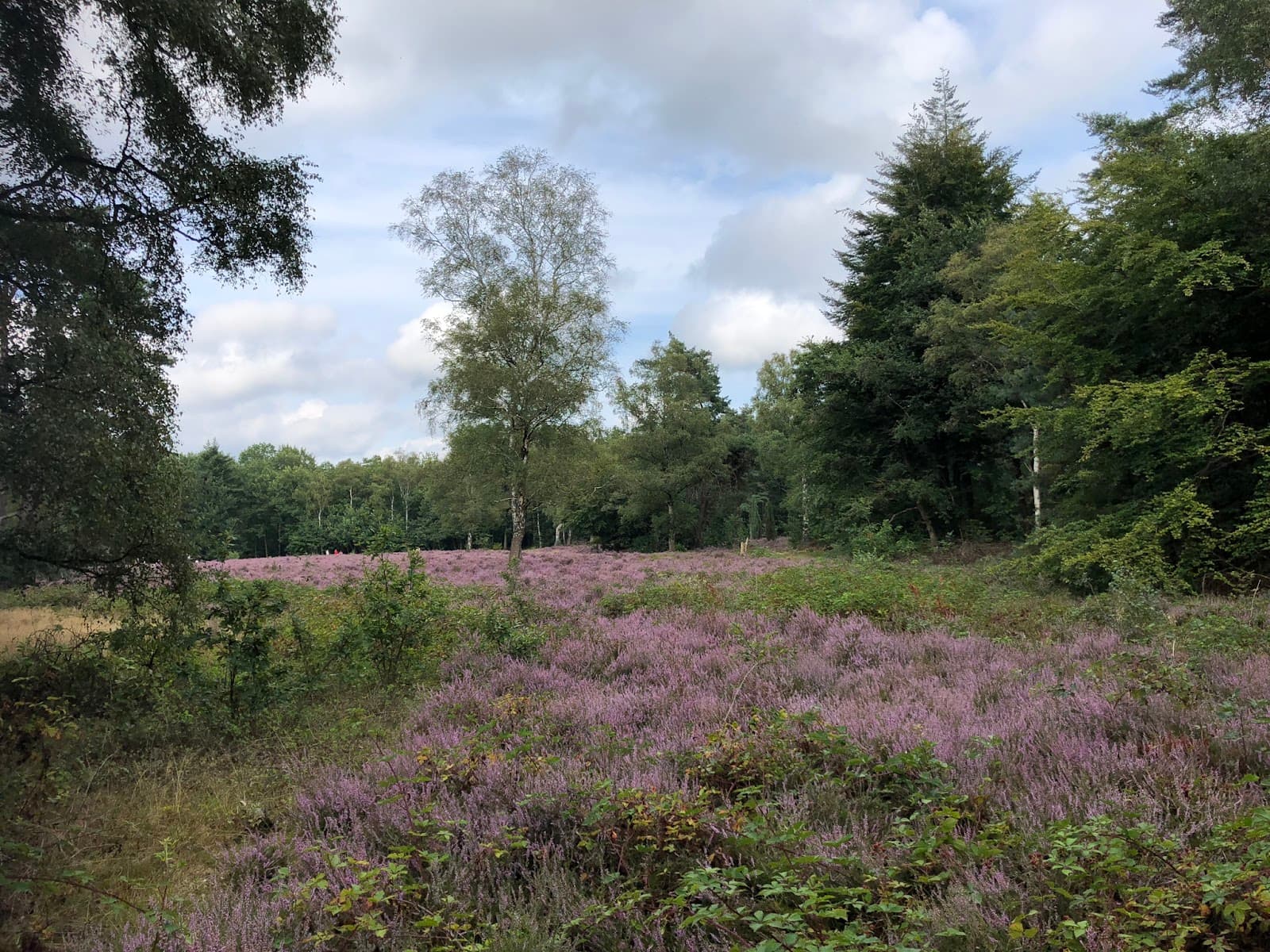 Bennekomse Bos - Image 1