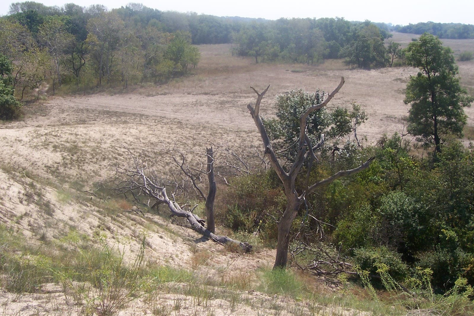 Letea Forest Reserve - Image 1
