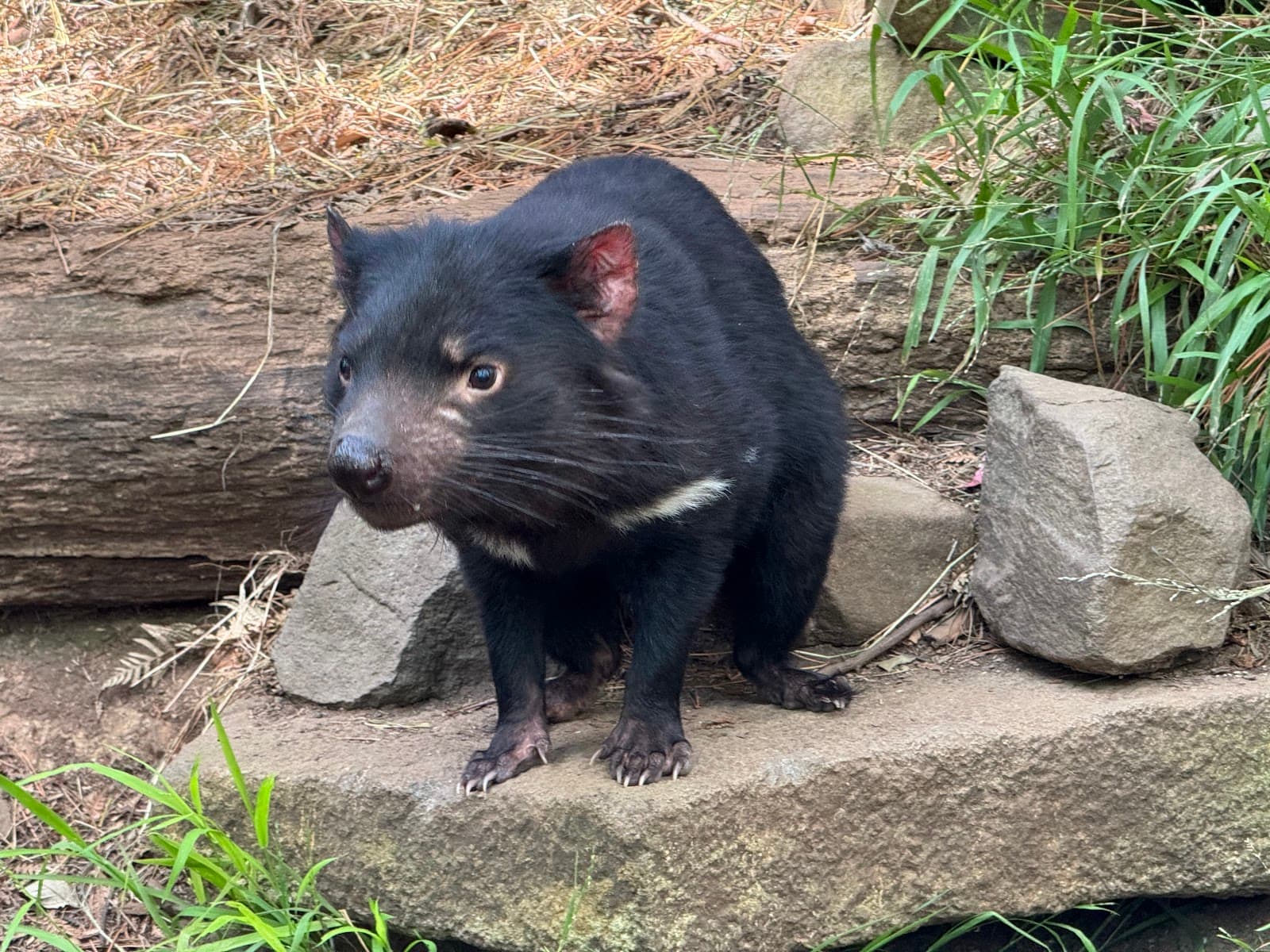 Tasmanian Devil Unzoo - Image 1