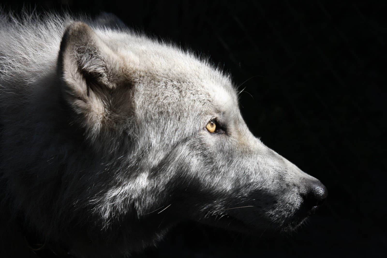 John Slaby's Animal Sanctuary - Image 1