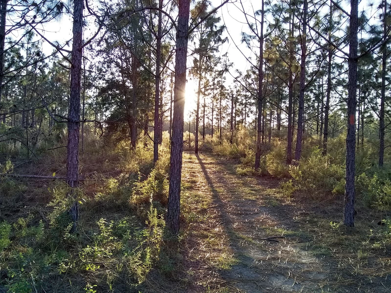 Marjorie Harris Carr Cross Florida Greenway - Image 1