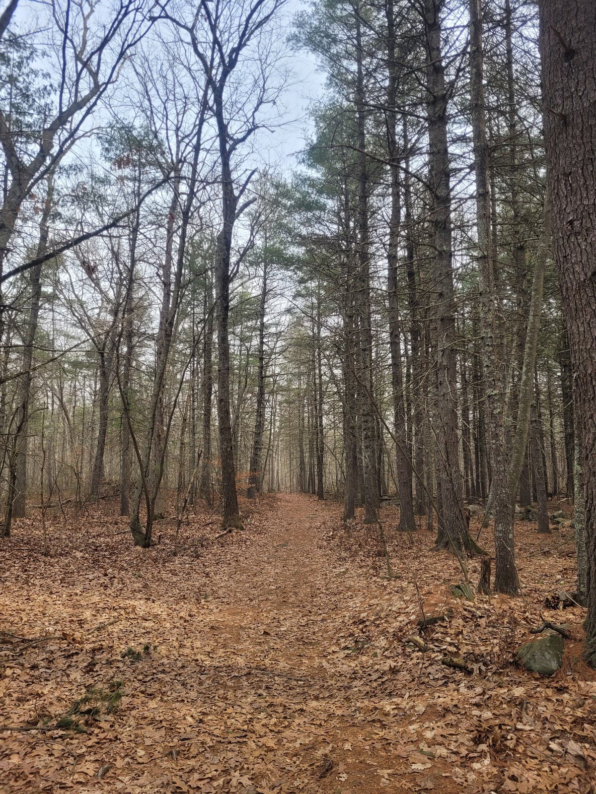 Estabrook Woods - Image 1