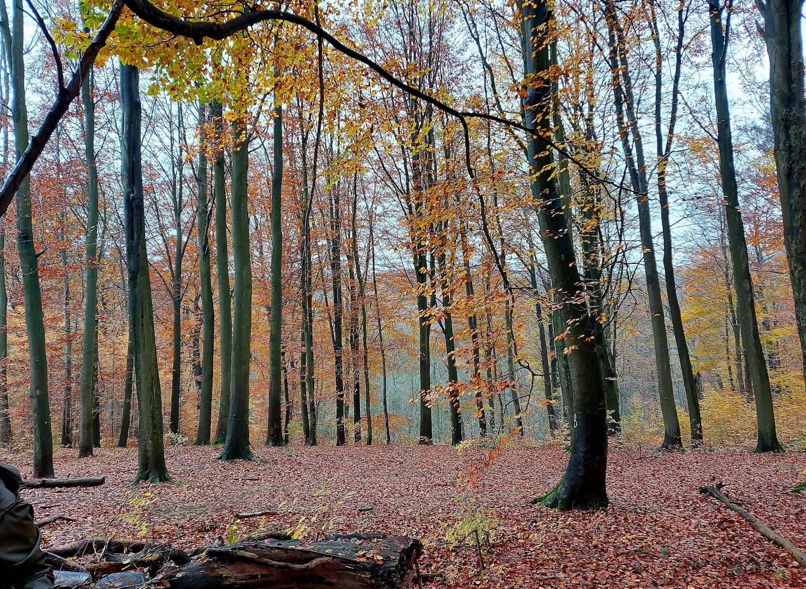 Bois de Lauzelle - Image 1