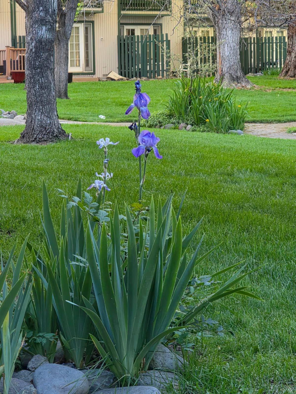 Courtyard with BBQ Grills