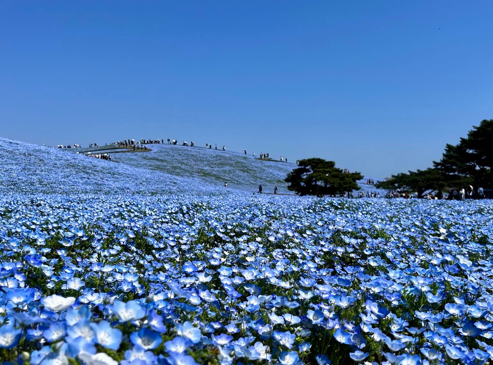 Cosmos and Pampas Grass