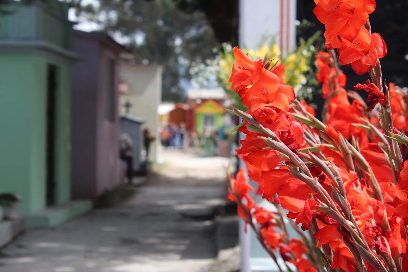 San Cristóbal Municipal Cemetery - Image 1