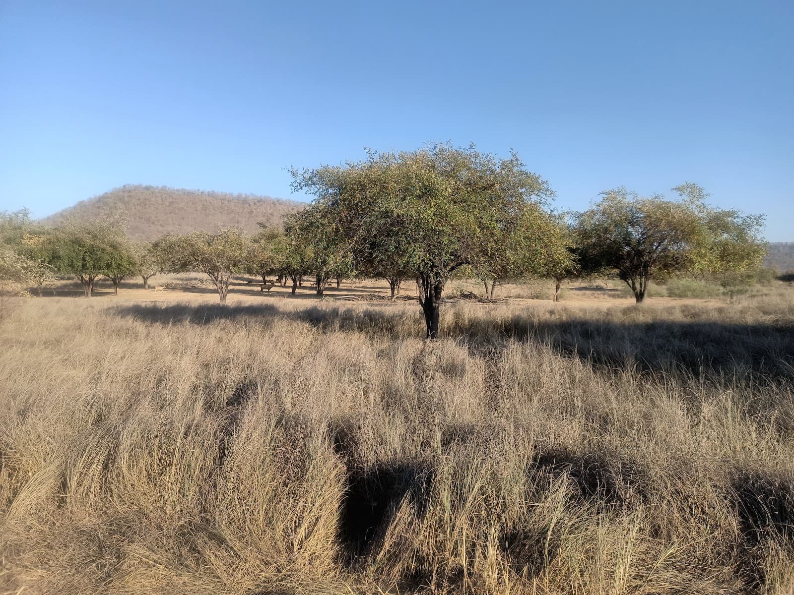 Panna Tiger Reserve - Image 1