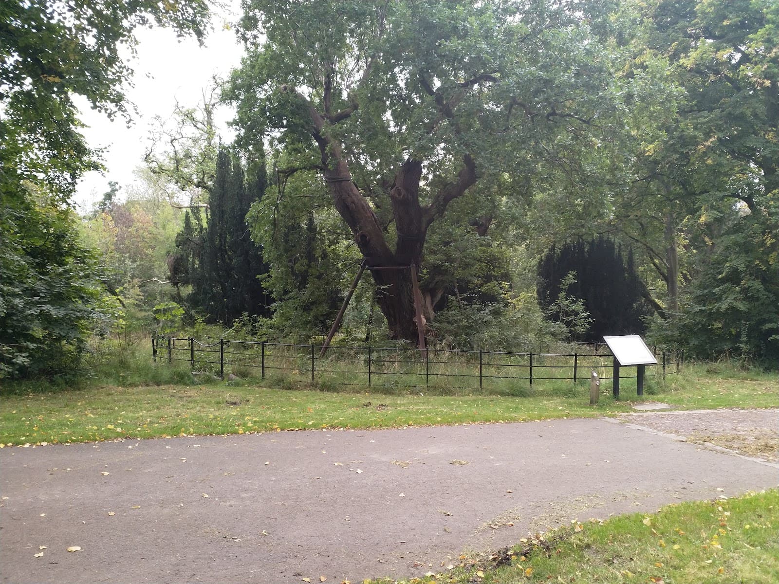 Covenanters' Oak (Dalzell) - Image 1