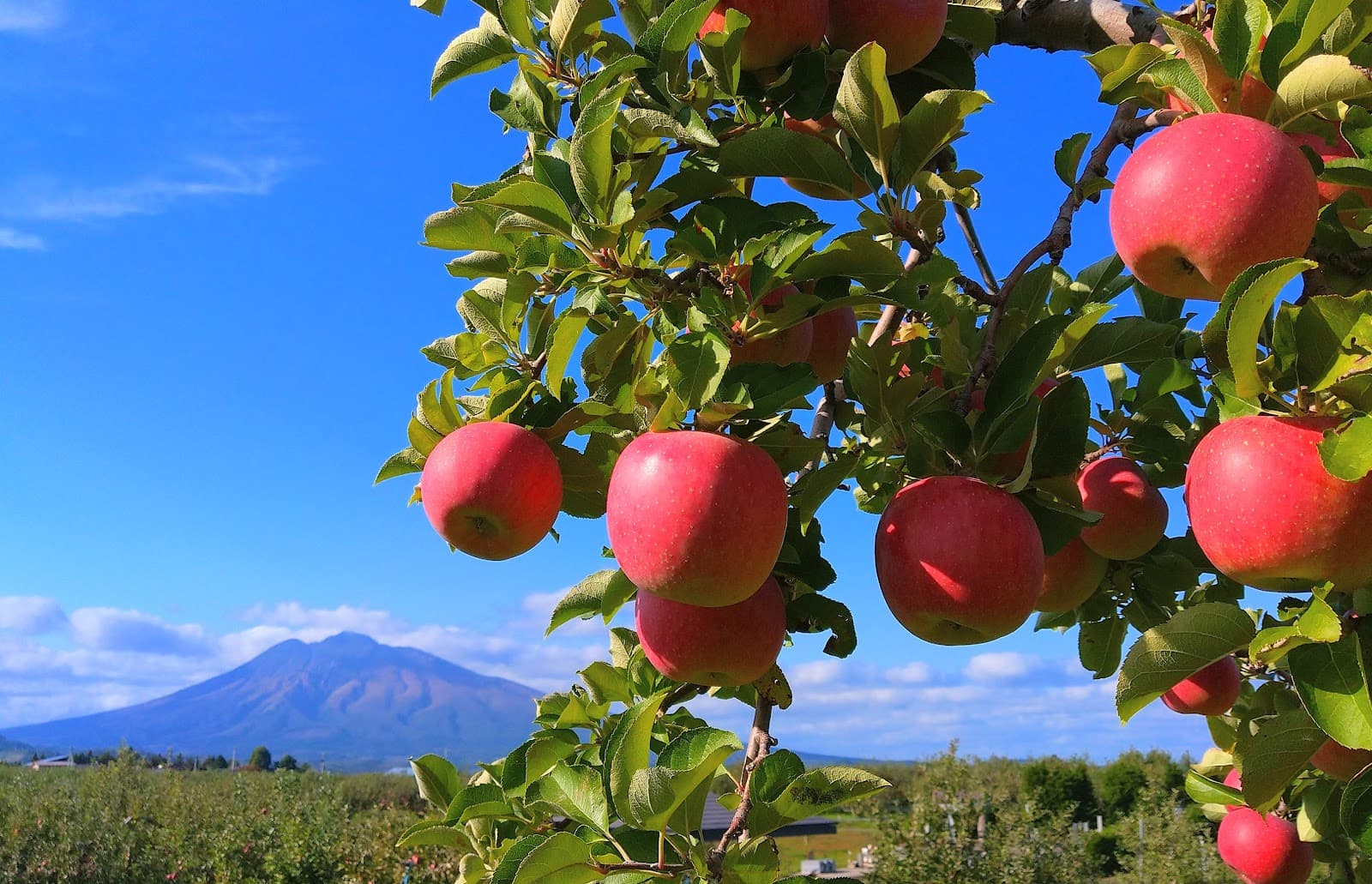 Hirosaki Apple Park - Image 1
