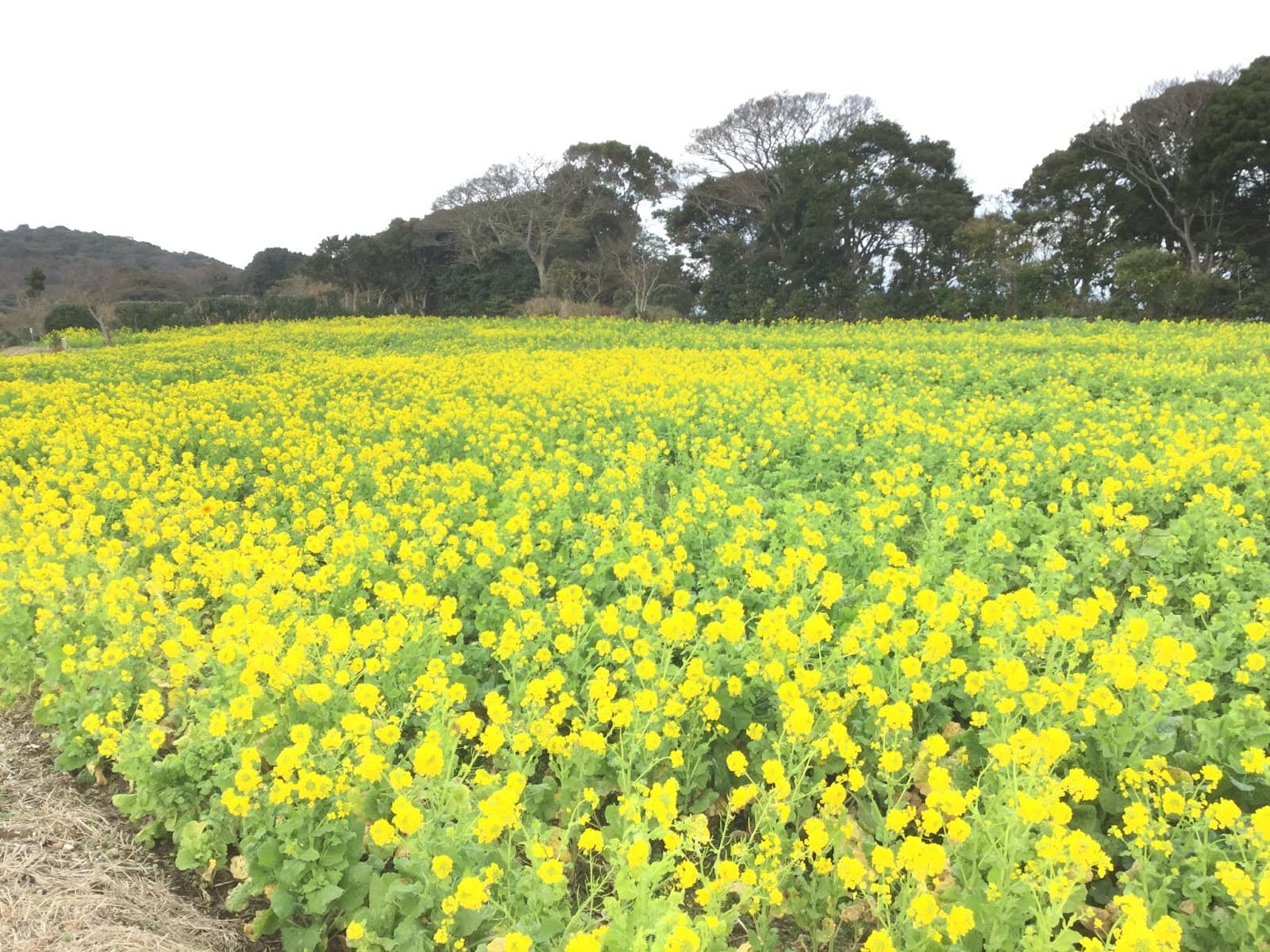 Atsumi District - Image 1