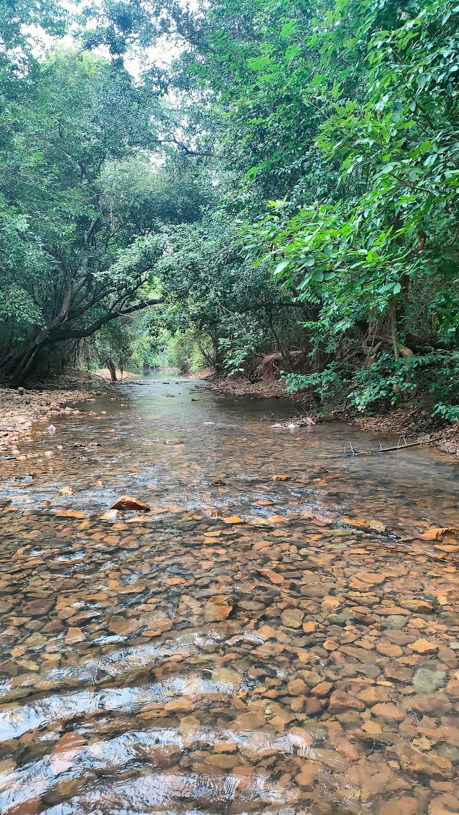Mamanduru Forest Trails - Image 1