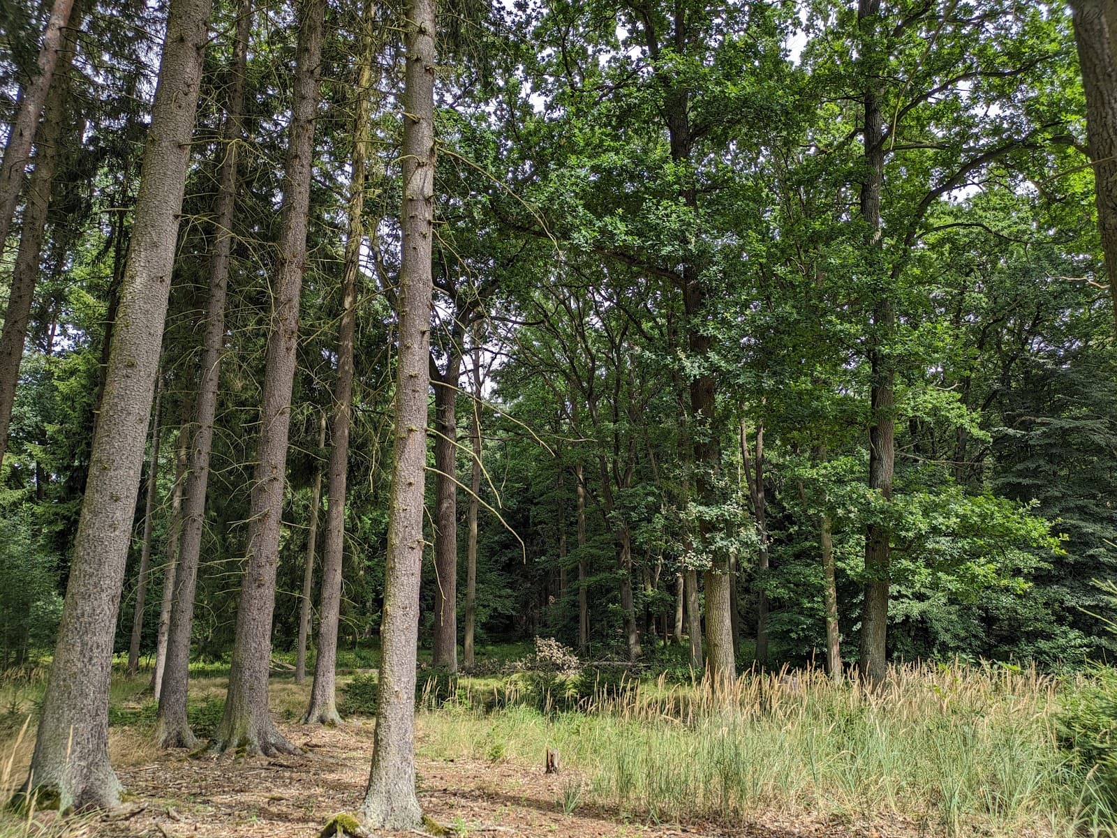 Klánovice Forest - Image 1