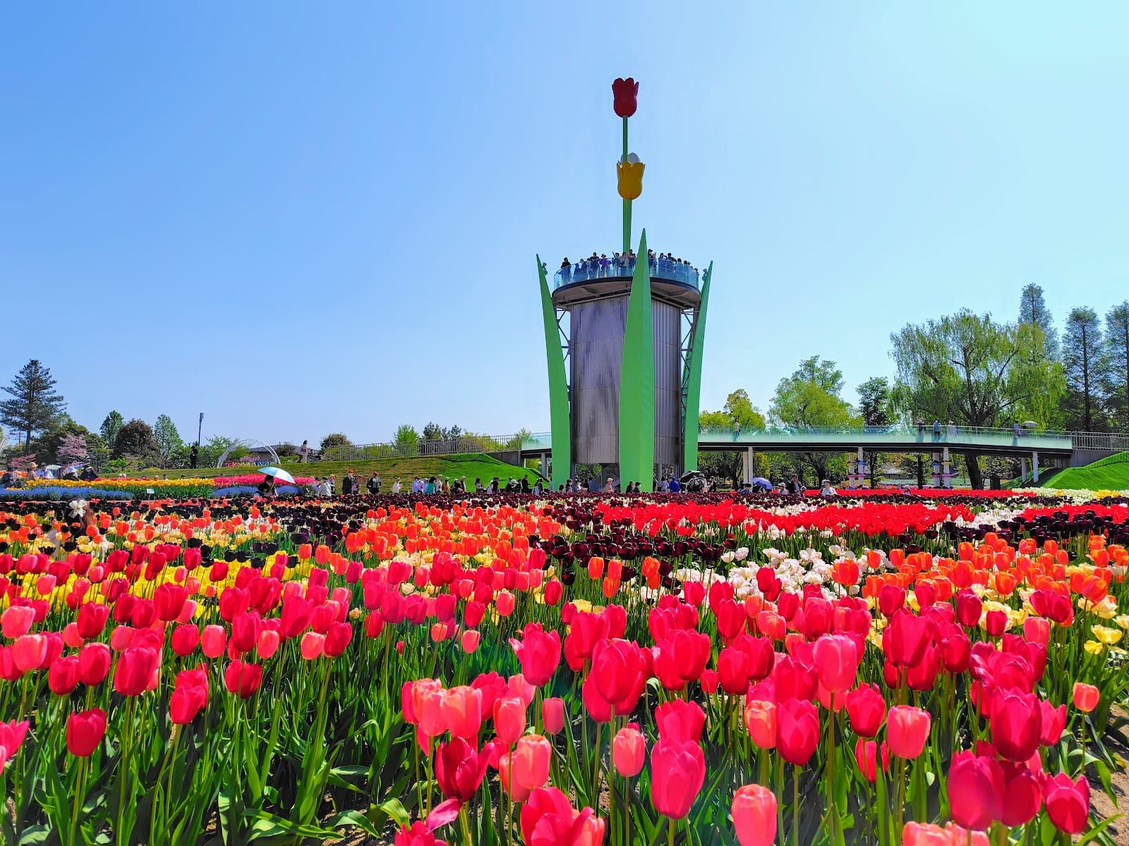 Tonami Tulip Park - Image 1