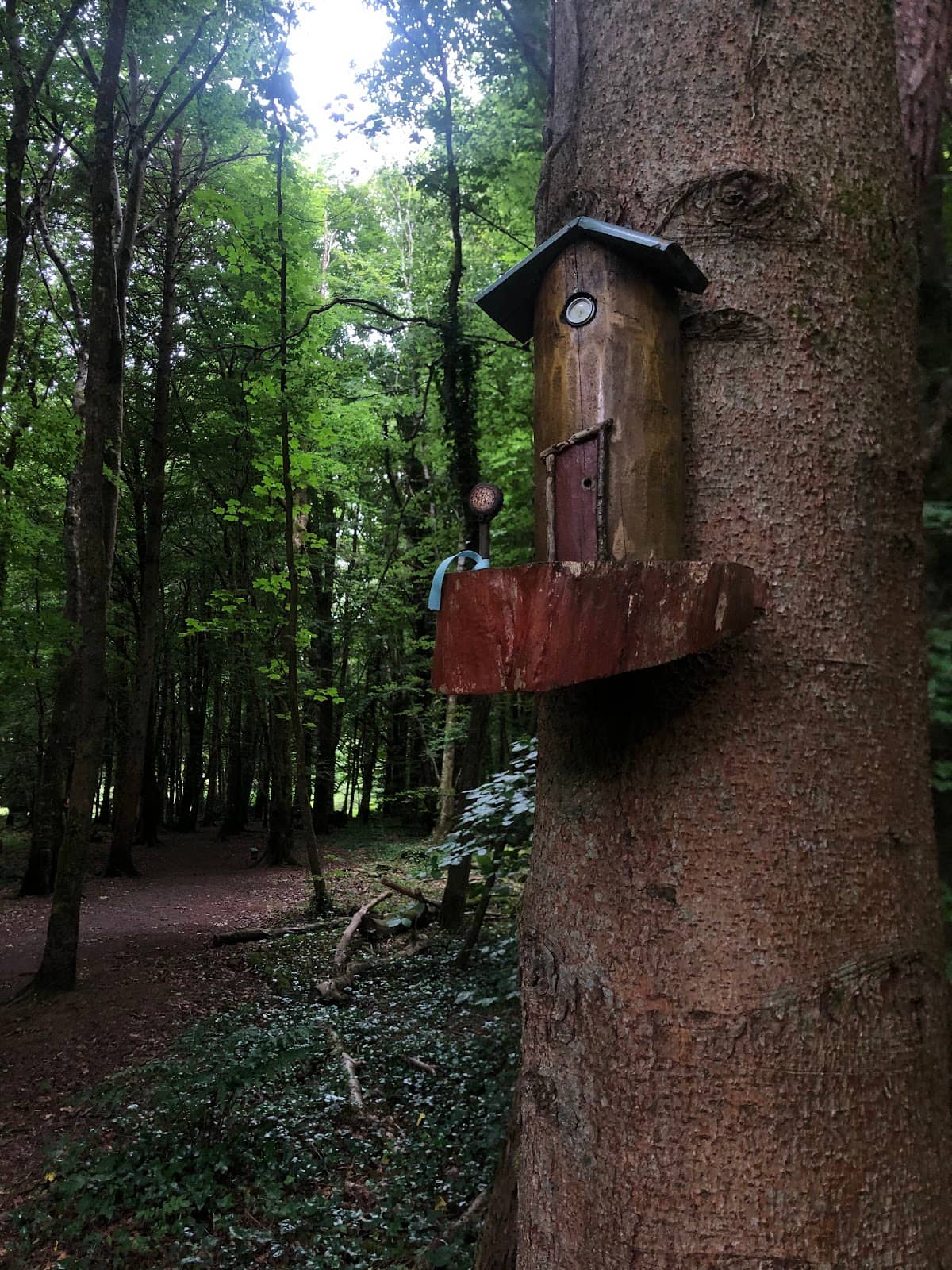 Red Squirrel Spotting