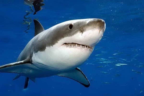 Abundant Marine Life