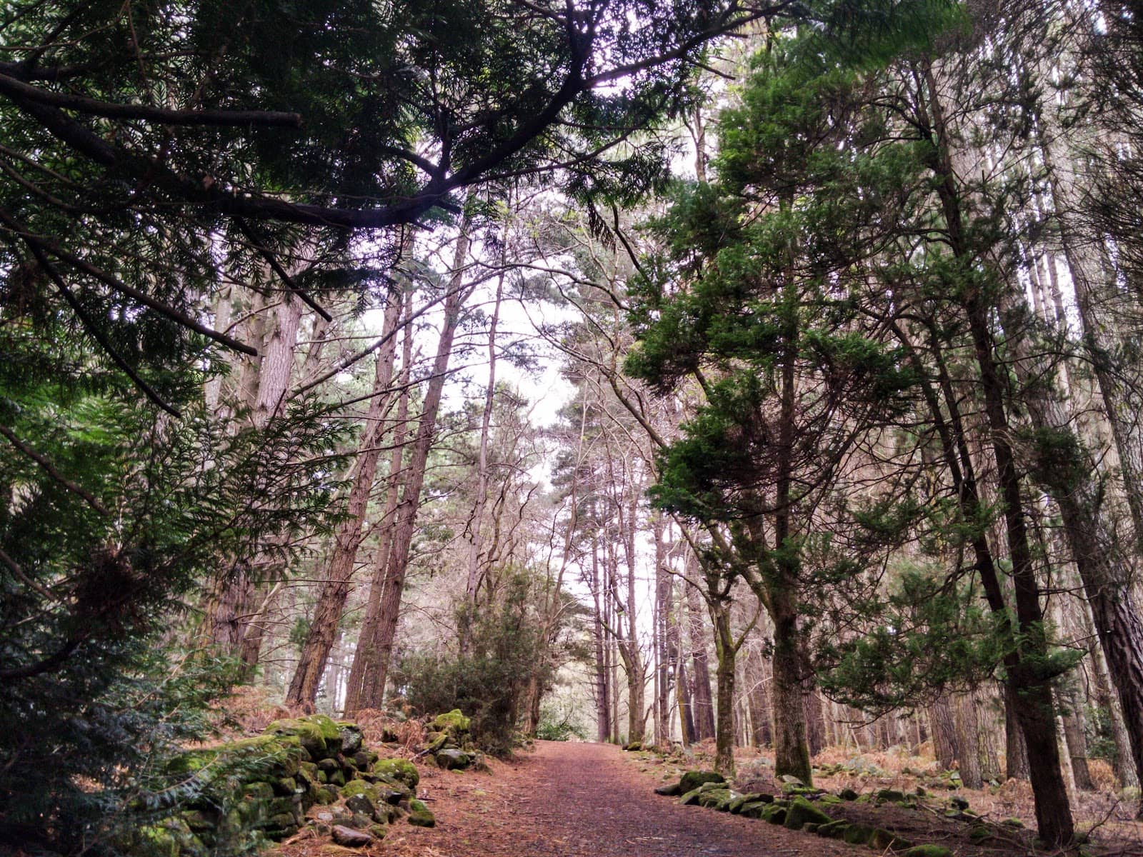 Native Tasmanian Flora & Fauna