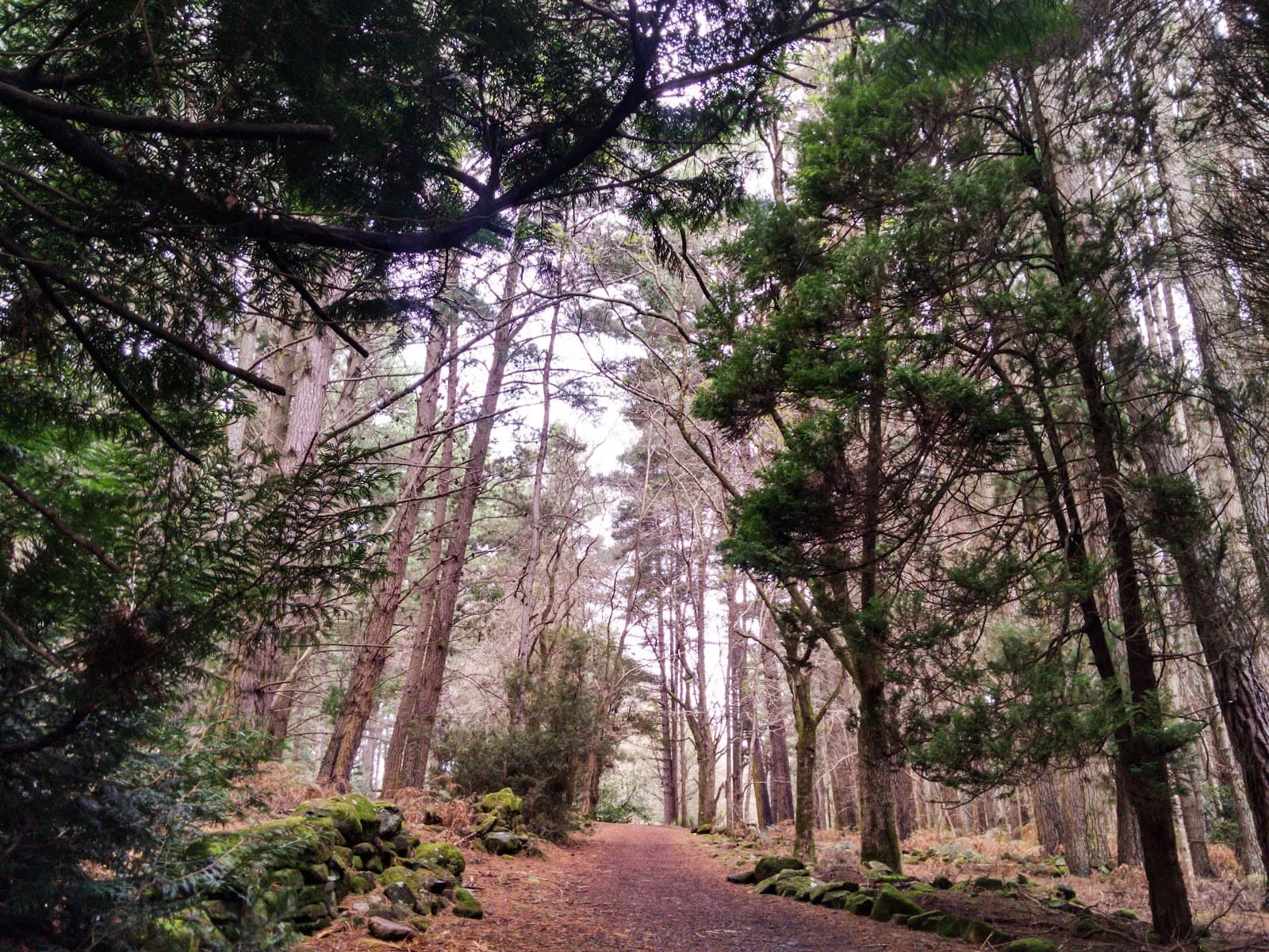 Hollybank Forest Reserve - Image 1