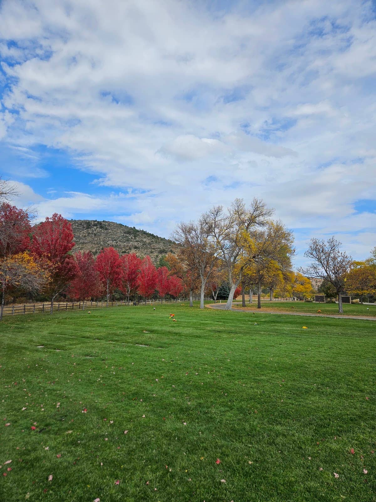 Mature Trees and Landscaping