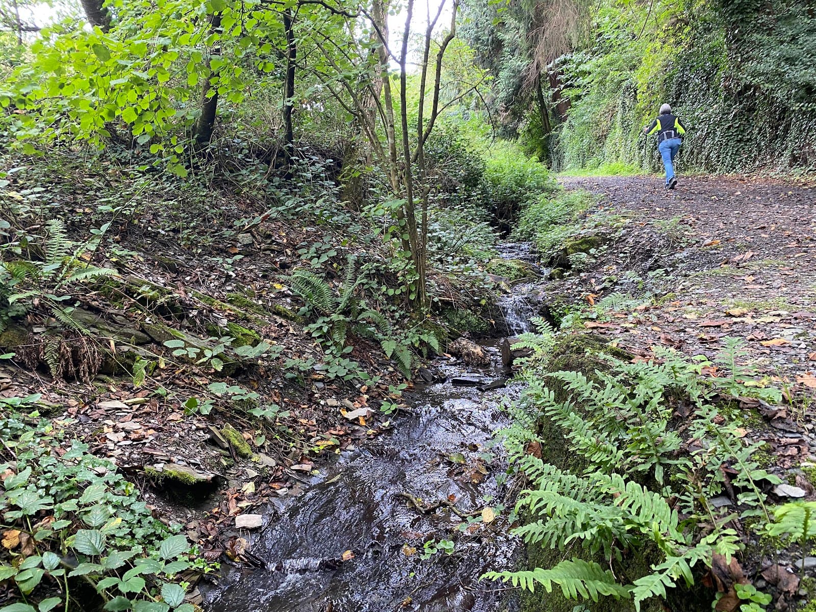 Bernkasteler Bärensteig Trail - Image 1