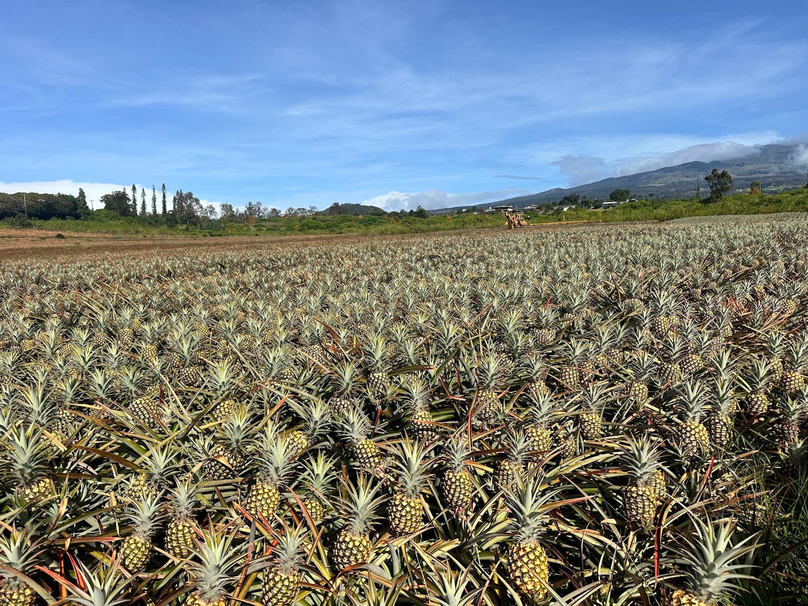 Maui Pineapple Tours - Image 1