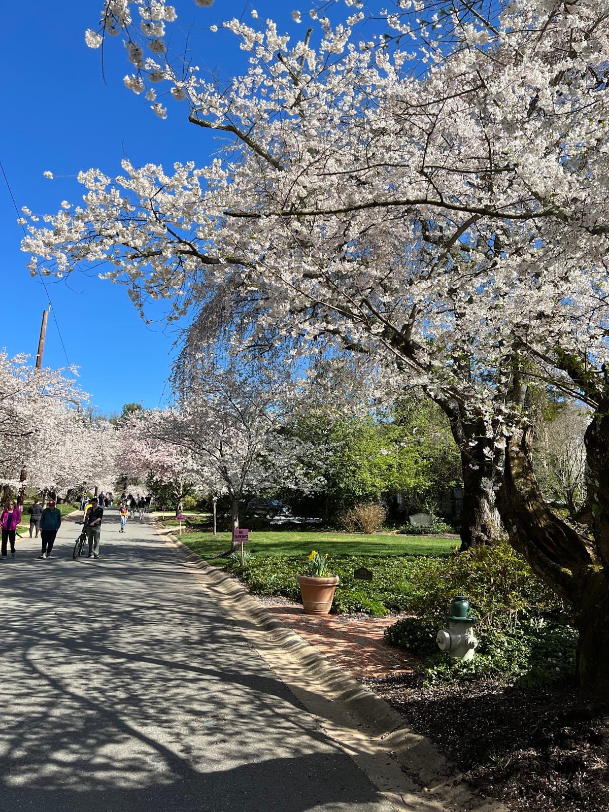 Kenwood (Cherry Blossoms) - Image 1