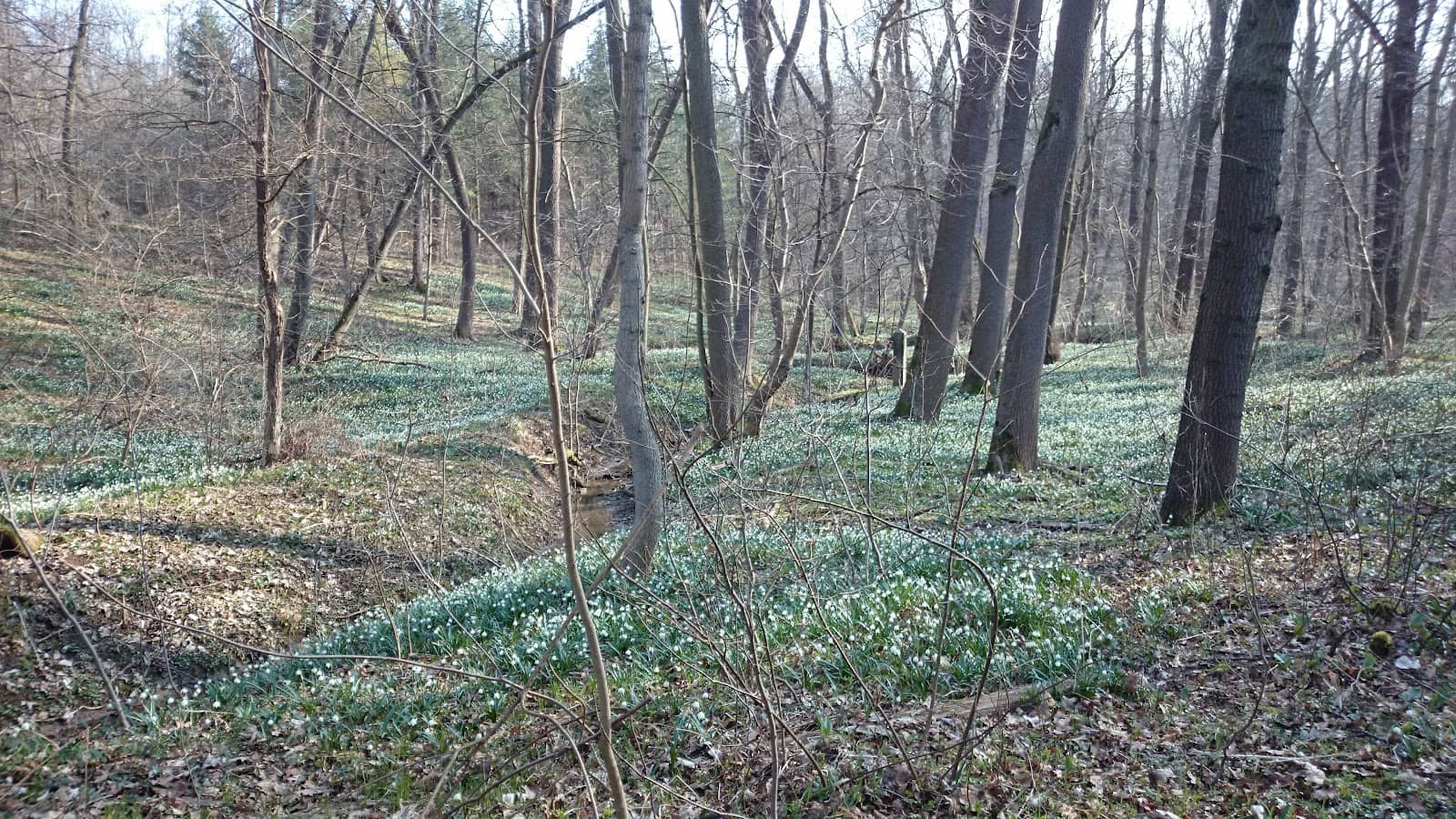 Local Cafes and Shops