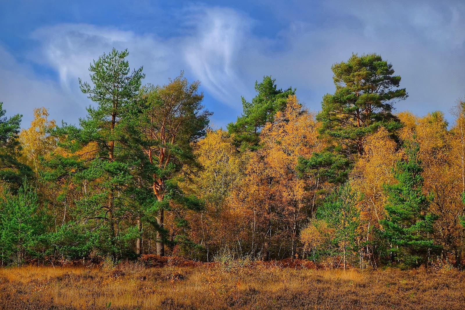 Whitmoor Common - Image 1