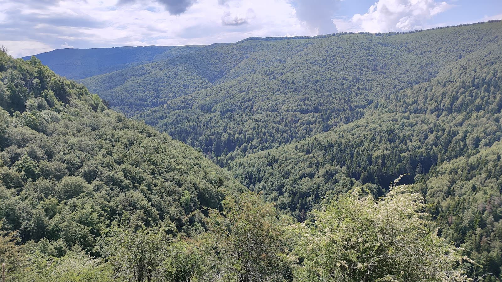 Irati Forest - Image 1