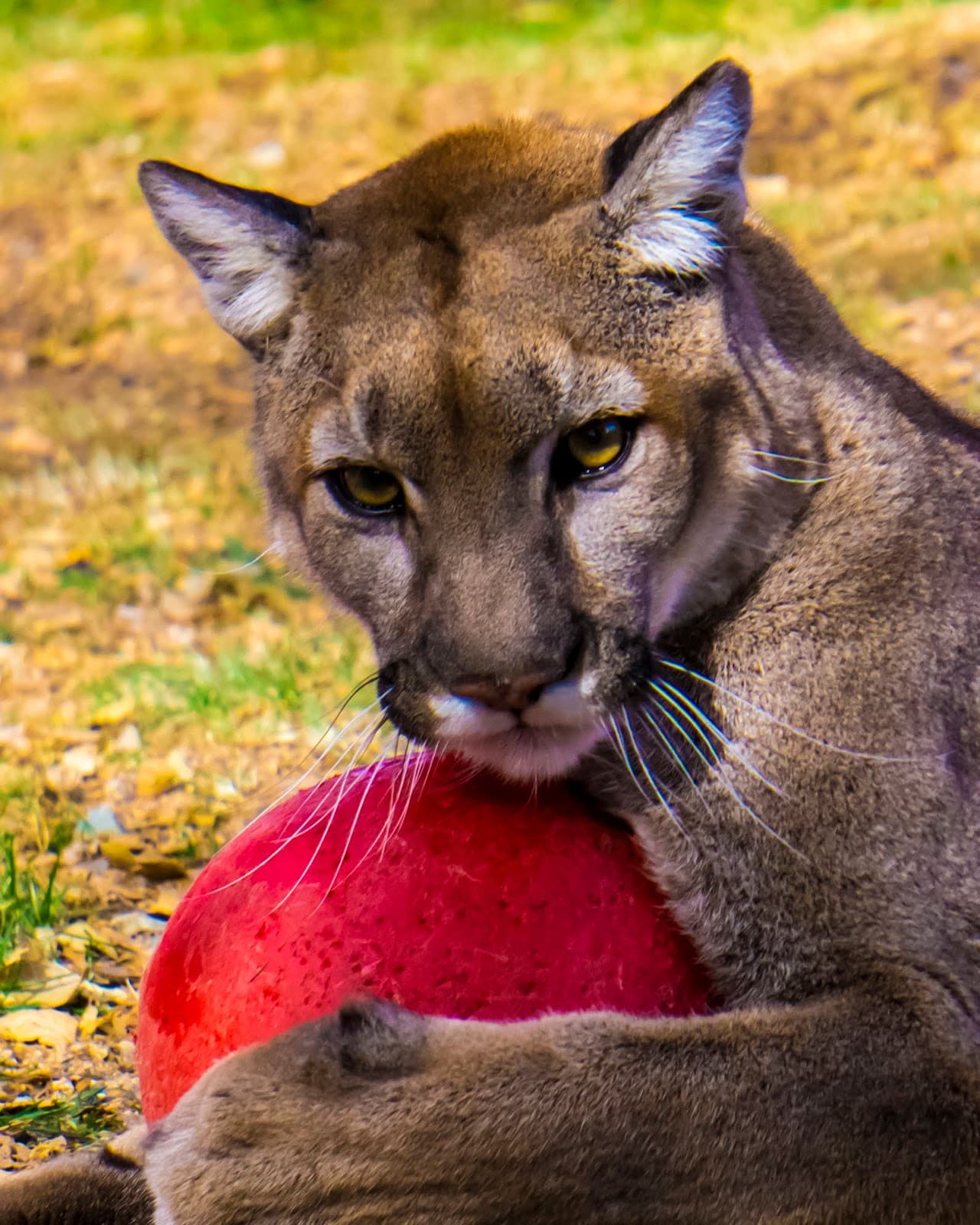 Heritage Park Zoological Sanctuary Prescott Arizona - Image 1