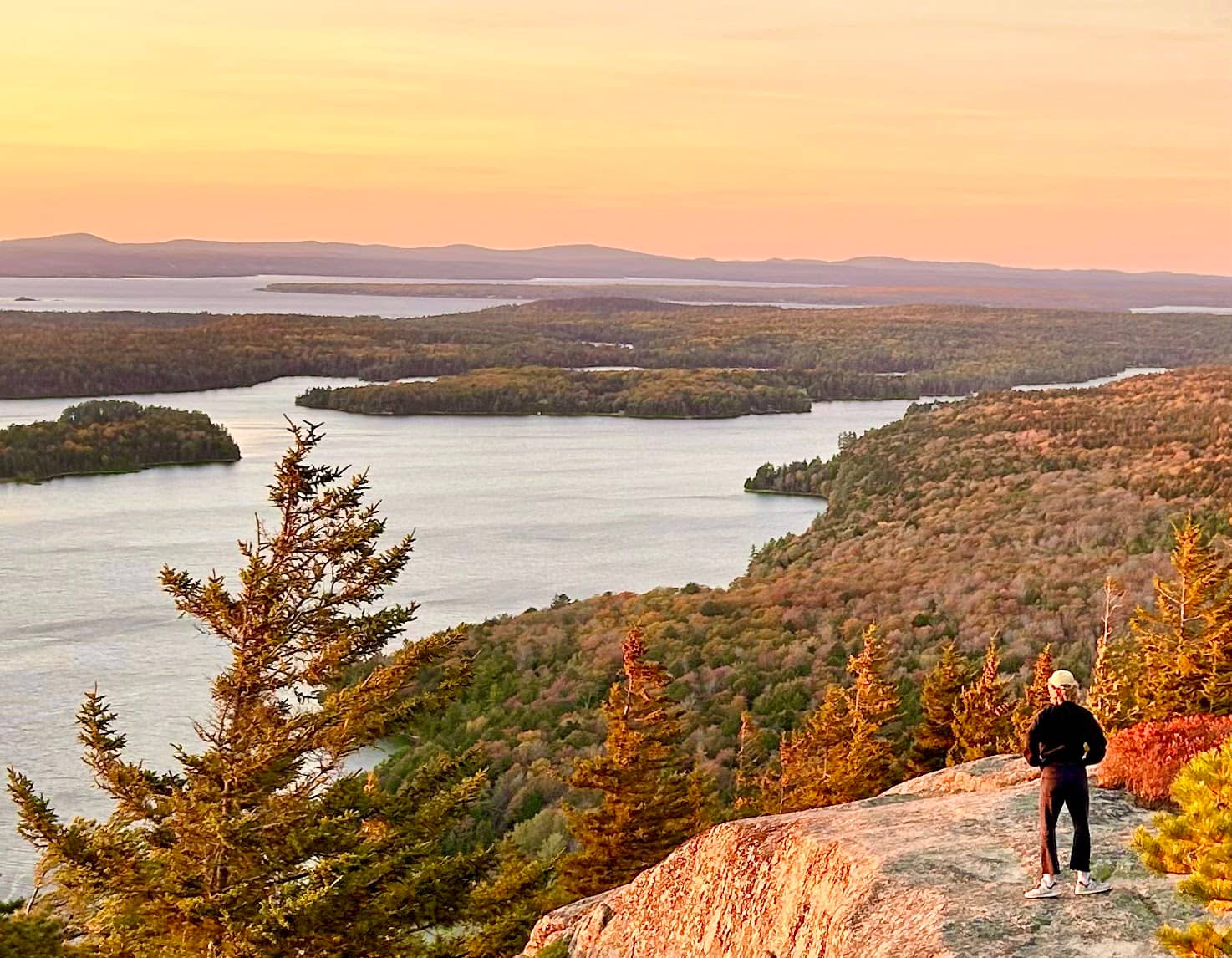 Wild Blueberry Patches