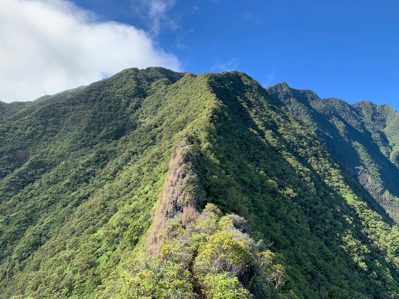 Forest to Ridge Transition