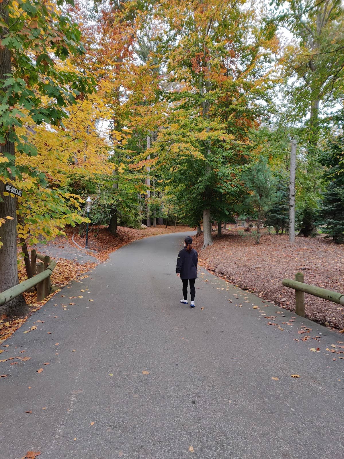 Winding Tree-Lined Roads