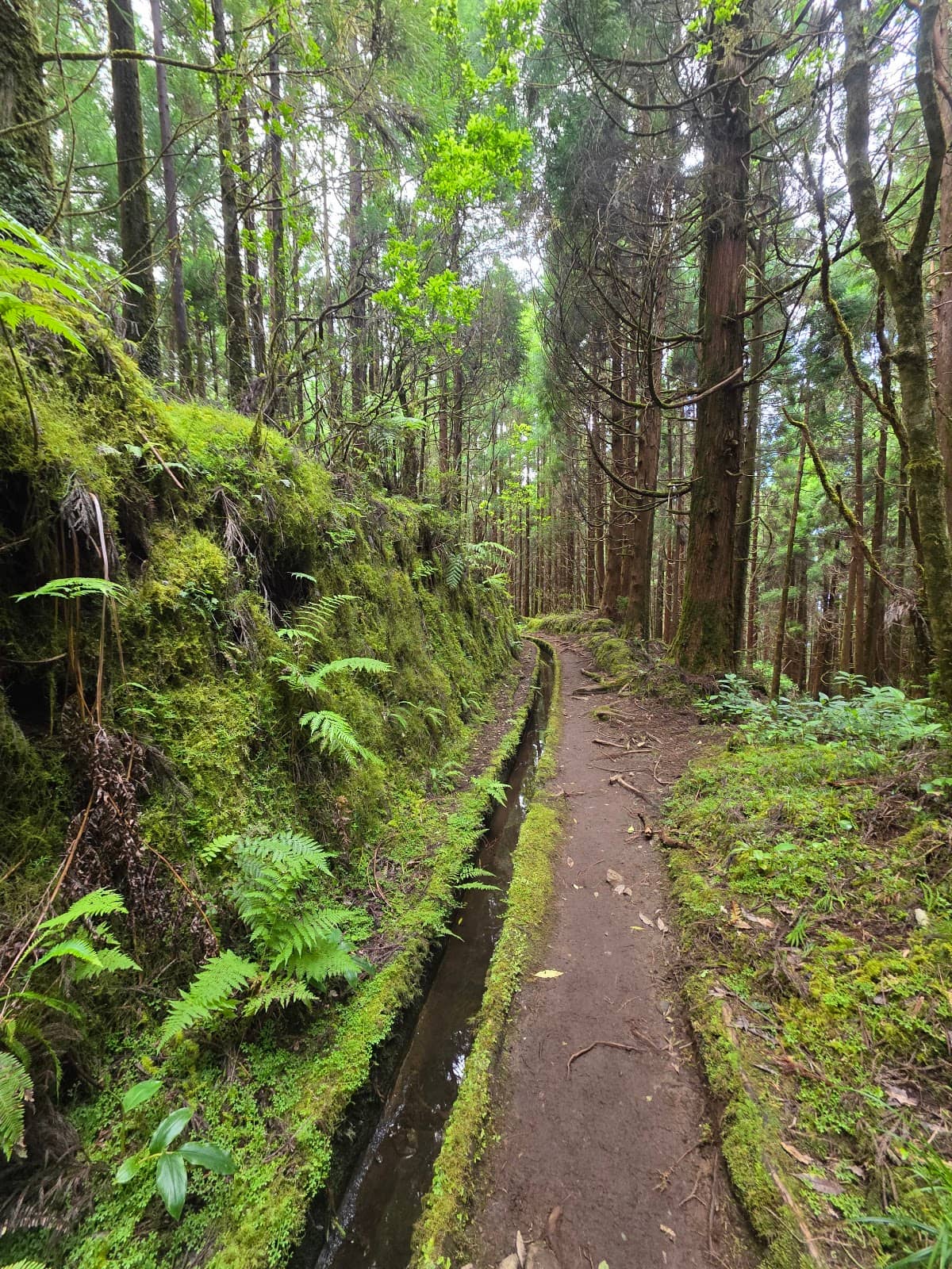 Levada Walk Experience