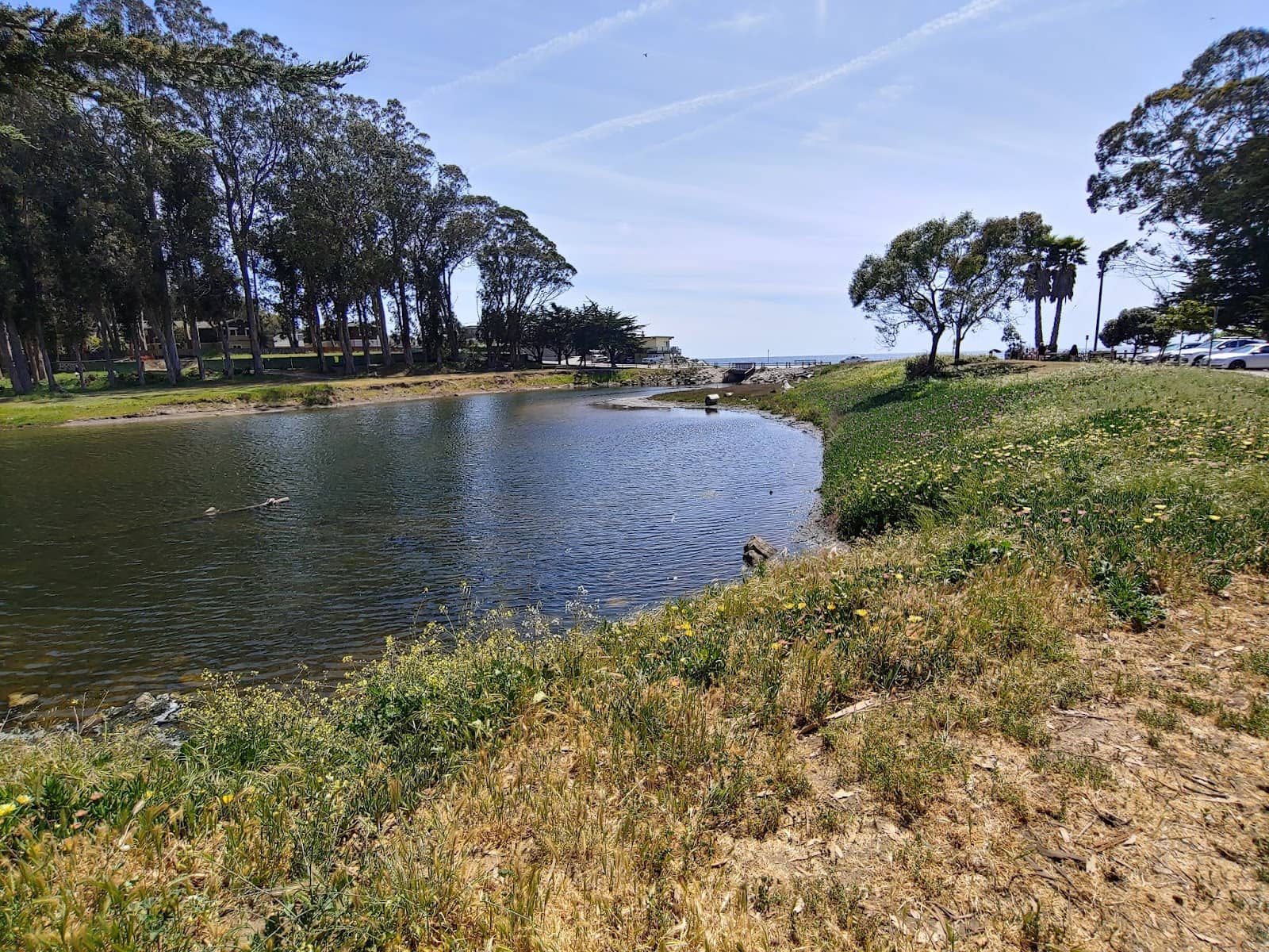 Eucalyptus Forests & Monarchs