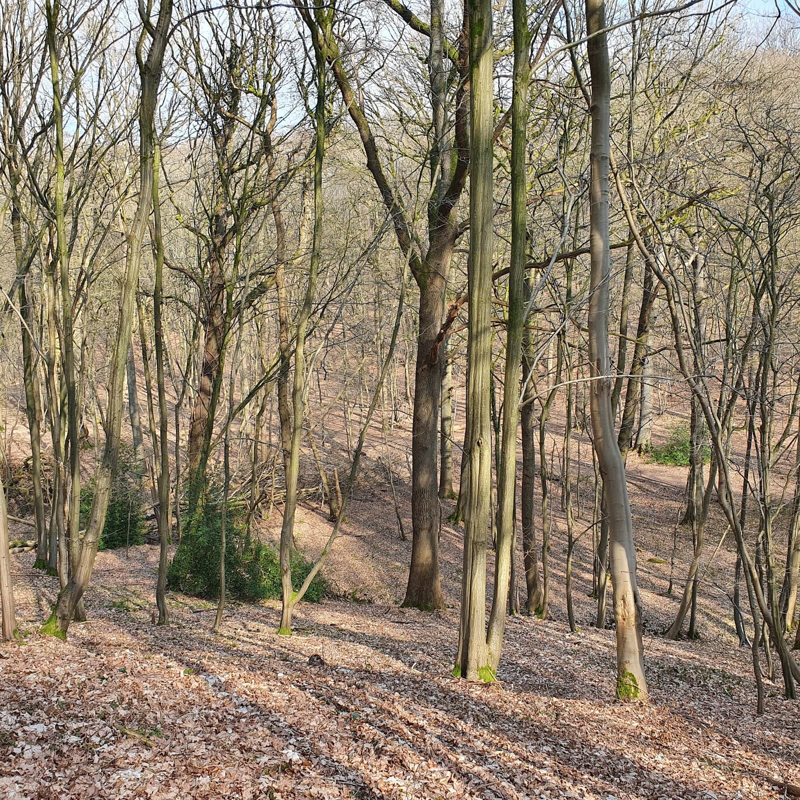 Bois de Colfontaine - Image 1