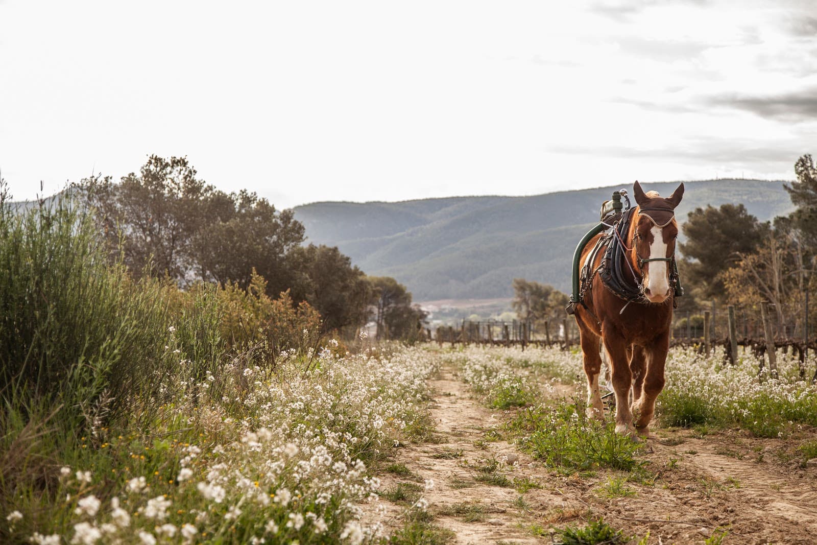 Raventós i Blanc - Image 1