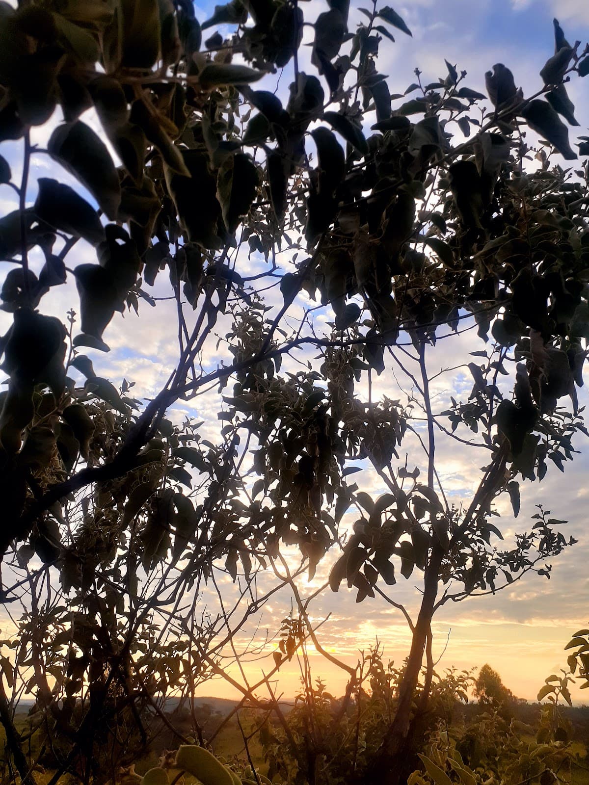 Joaquim Egídio - Image 1