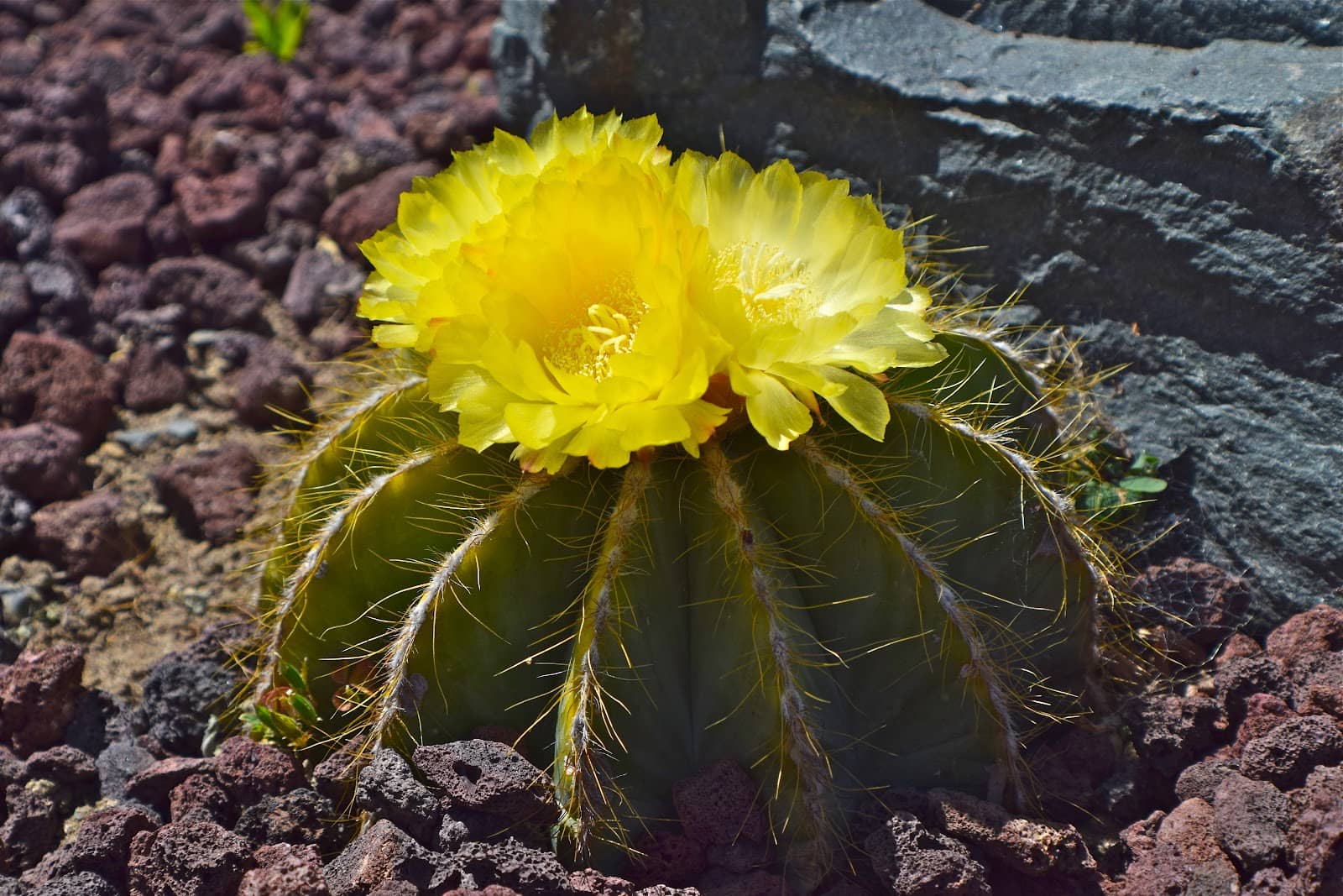 Diverse Flora & Fauna