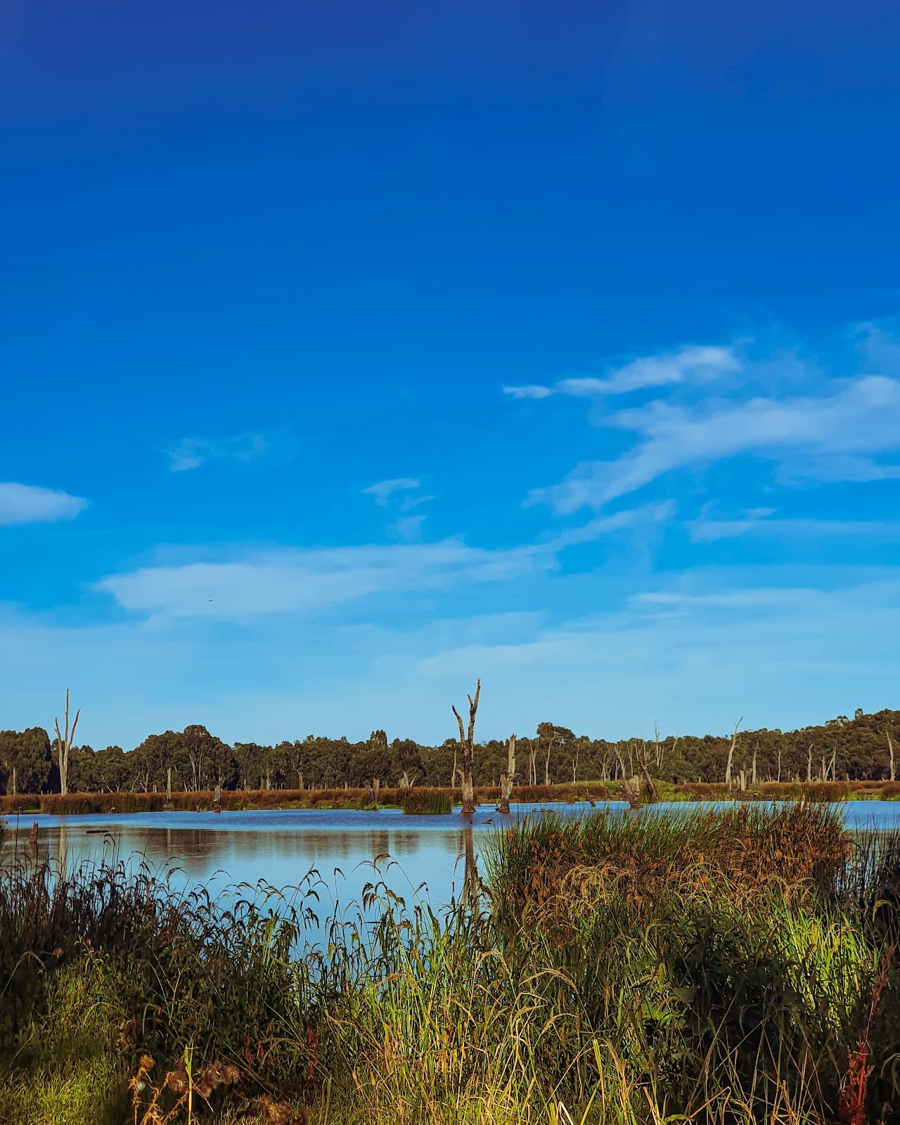 Reedy Swamp - Image 1