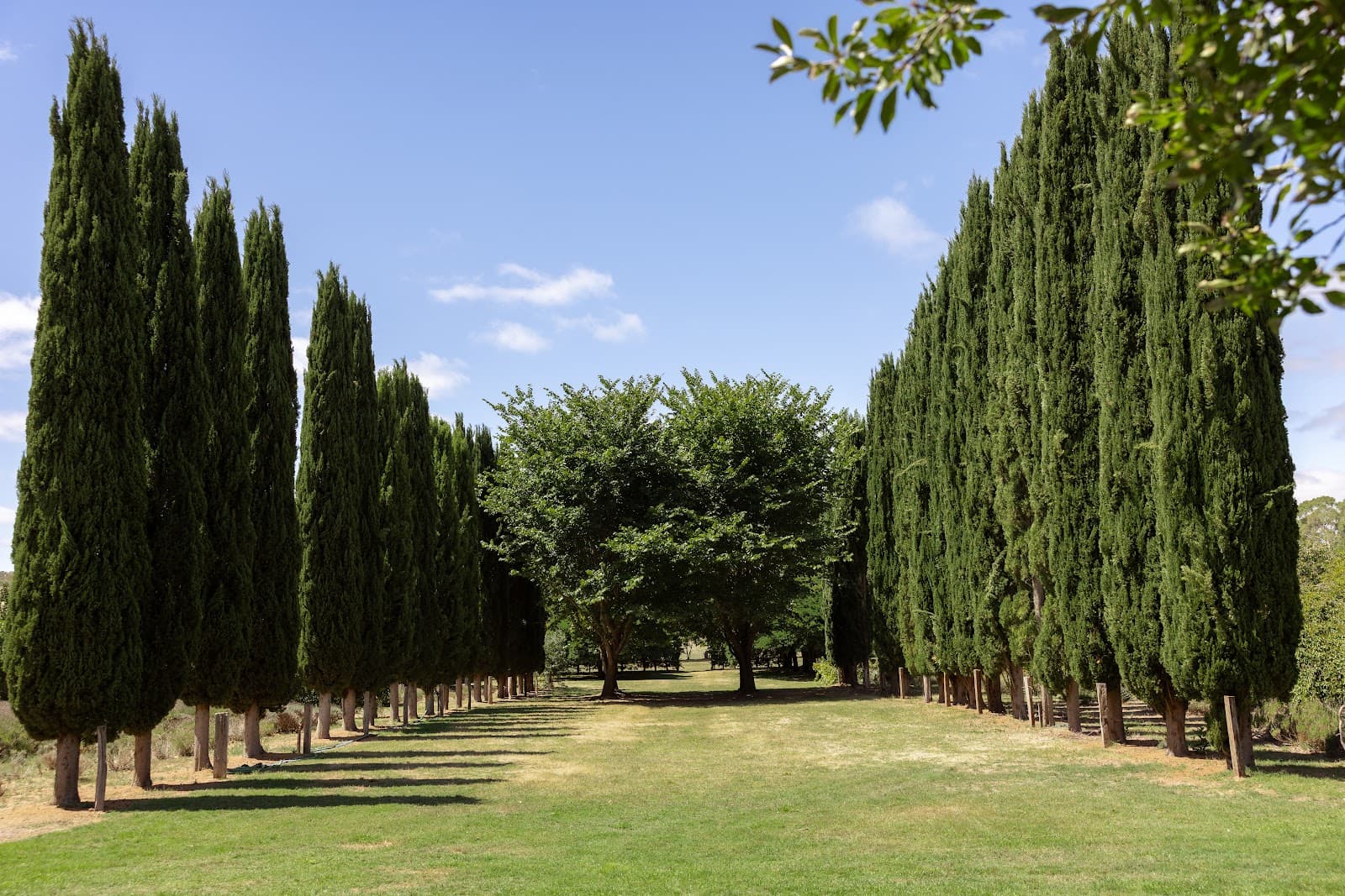 Lavandula Swiss Italian Farm - Image 1
