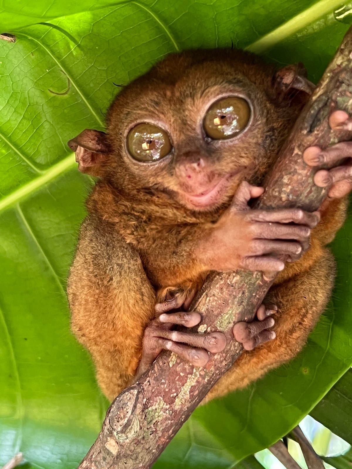 Tarsier Conservation Area (Loboc) - Image 1